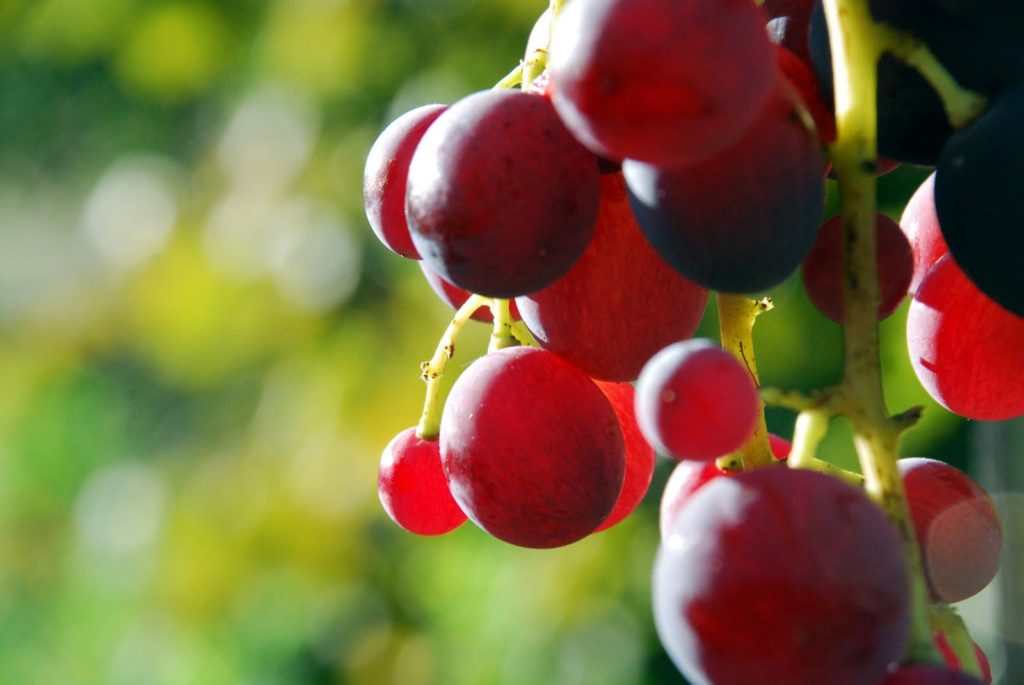 Petits Fruits / Fraisiers / Raisins de Table La pépinière des bords